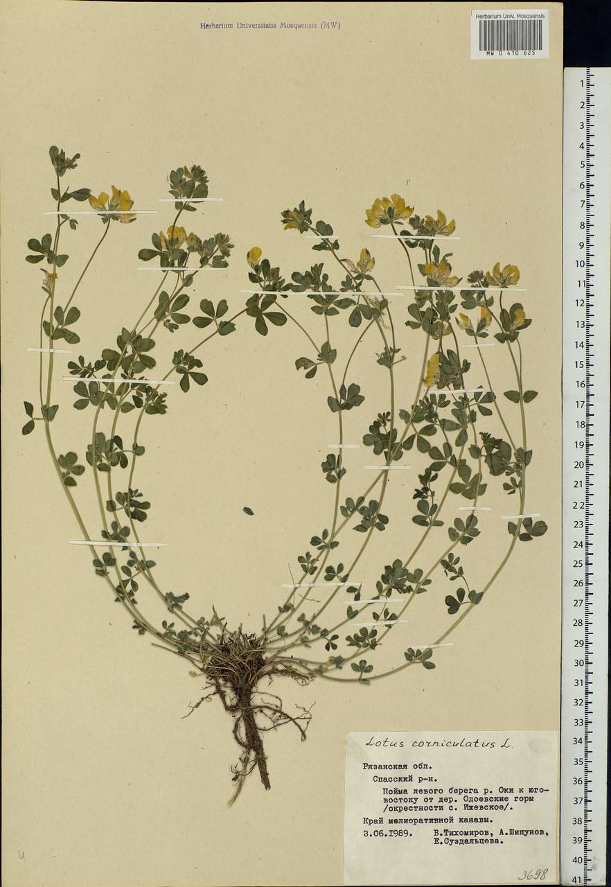 Lotus corniculatus L., Eastern Europe, Central region (E4) (Russia)