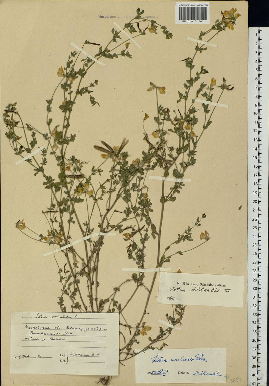 Lotus corniculatus L., Eastern Europe, Moscow region (E4a) (Russia)