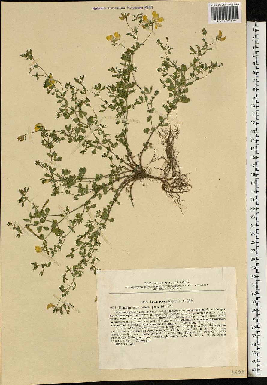 Lotus peczoricus Miniaev & Ulle, Eastern Europe, Northern region (E1) (Russia)