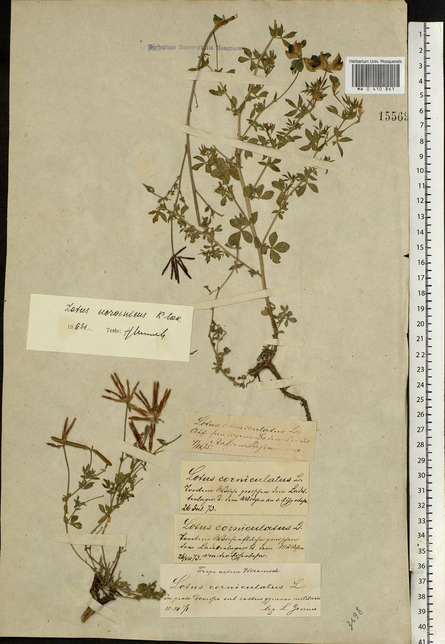 Lotus × ucrainicus Klokov, Eastern Europe, Central forest-and-steppe region (E6) (Russia)