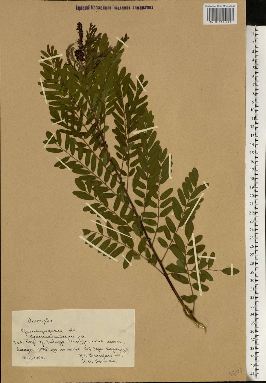 Amorpha fruticosa L., Eastern Europe, Lower Volga region (E9) (Russia)