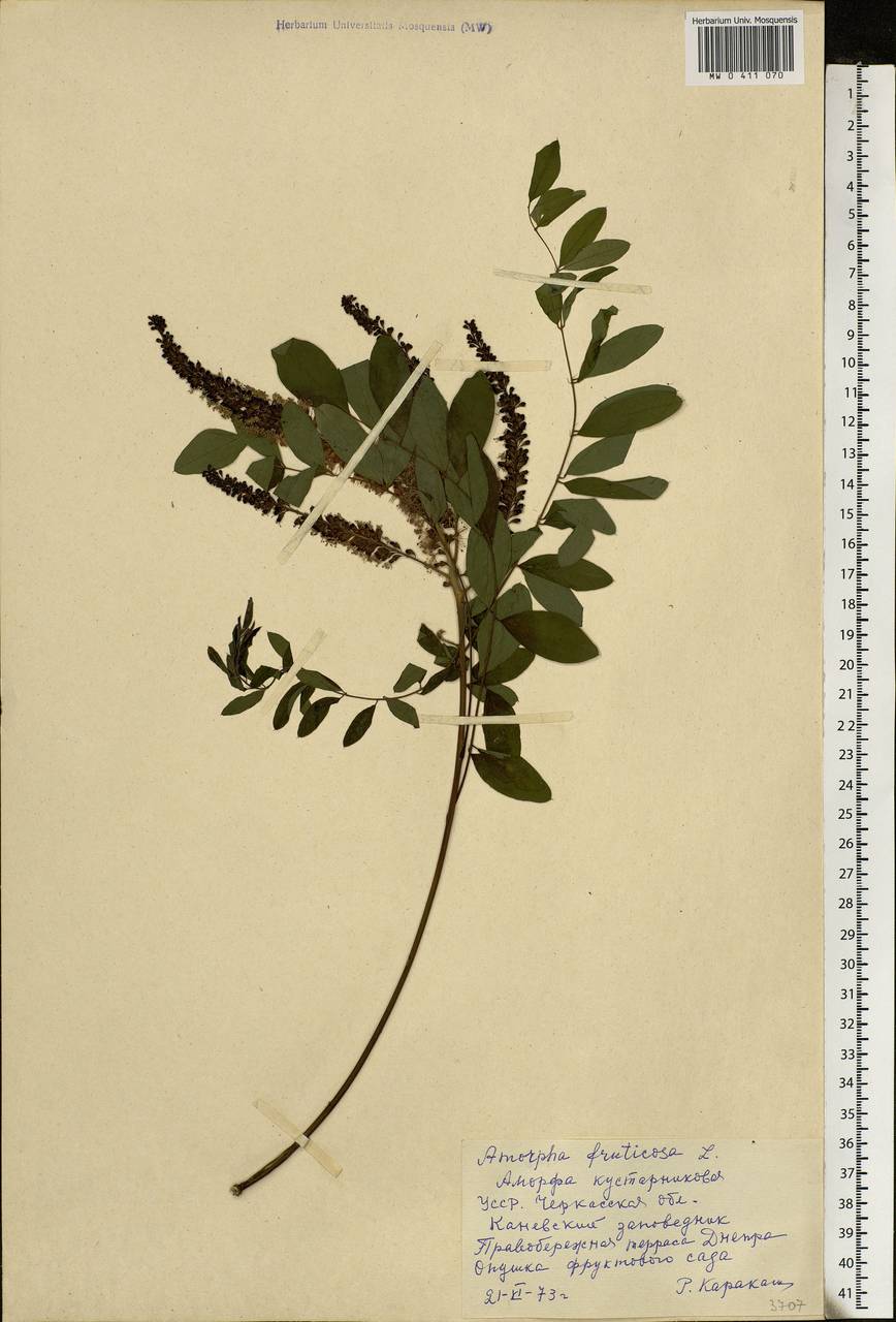 Amorpha fruticosa L., Eastern Europe, South Ukrainian region (E12) (Ukraine)