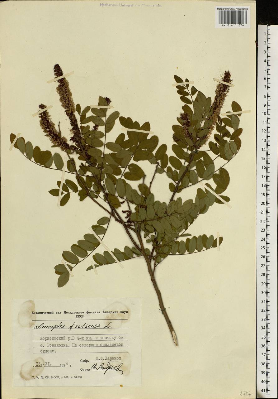 Amorpha fruticosa L., Eastern Europe, Moldova (E13a) (Moldova)
