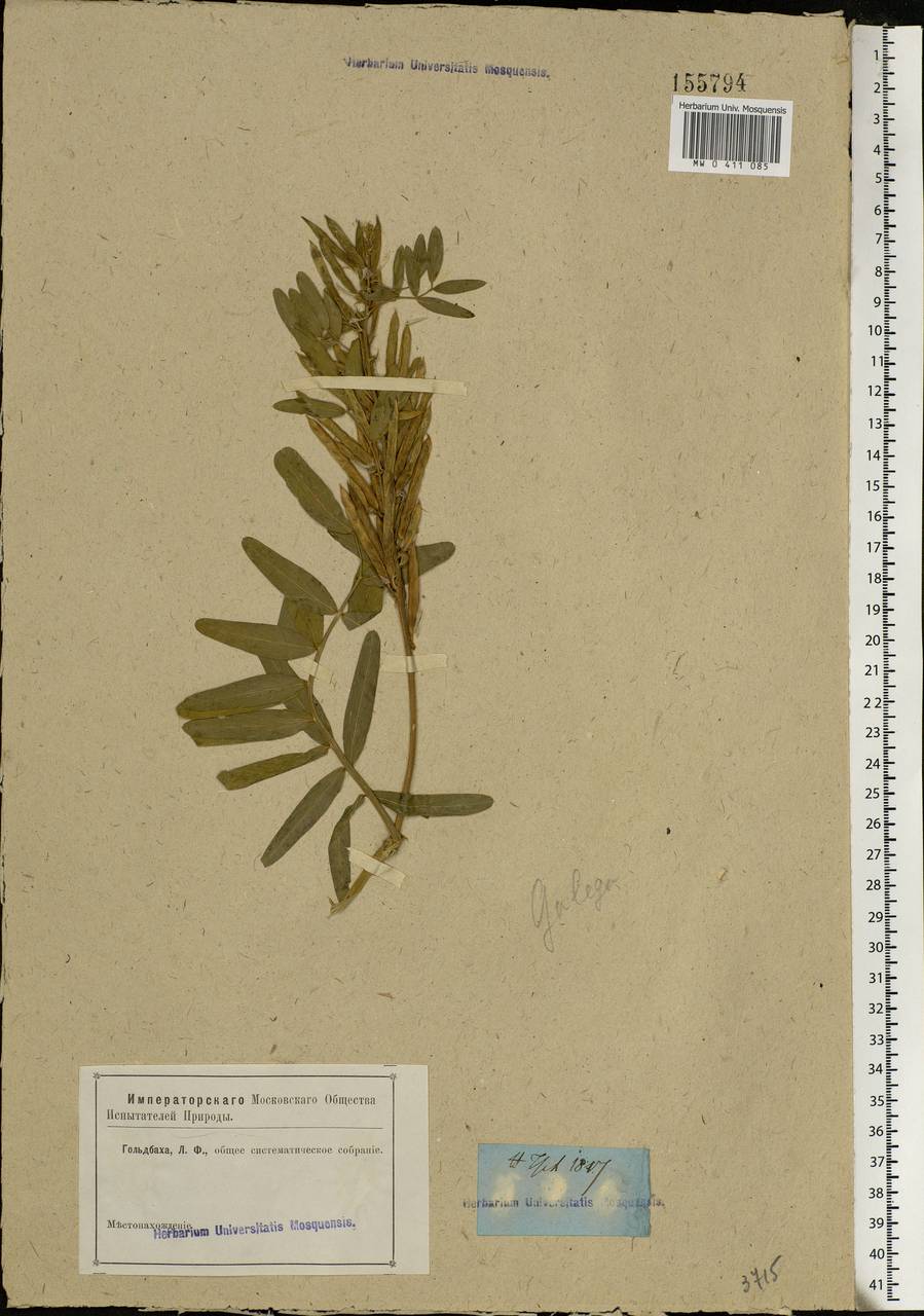 Galega officinalis L., Eastern Europe, Rostov Oblast (E12a) (Russia)