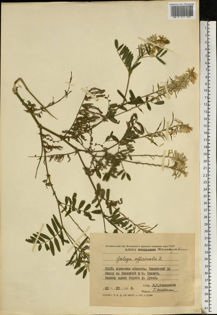 Galega officinalis L., Eastern Europe, South Ukrainian region (E12) (Ukraine)