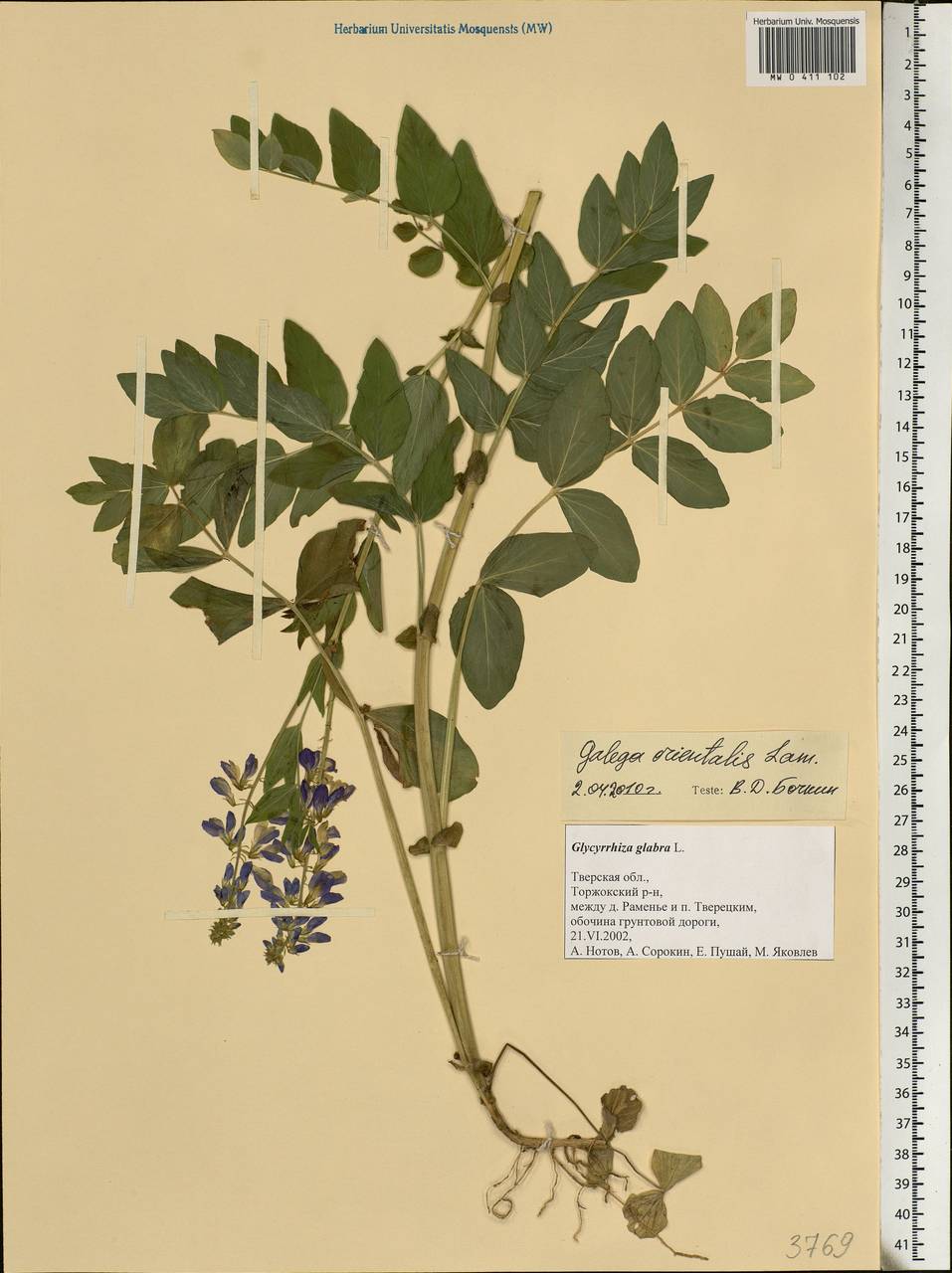 Galega orientalis Lam., Eastern Europe, North-Western region (E2) (Russia)