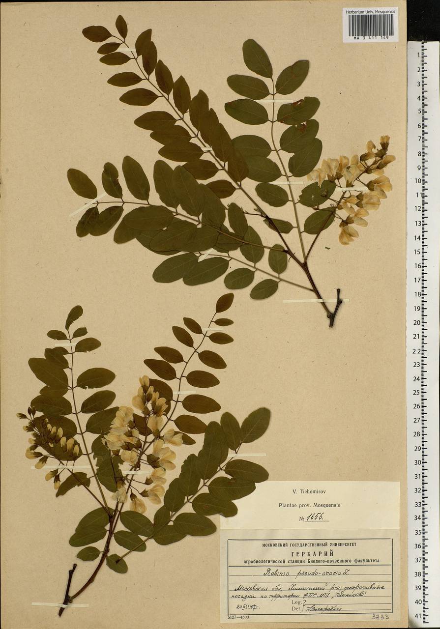 Robinia pseudoacacia L., Eastern Europe, Moscow region (E4a) (Russia)