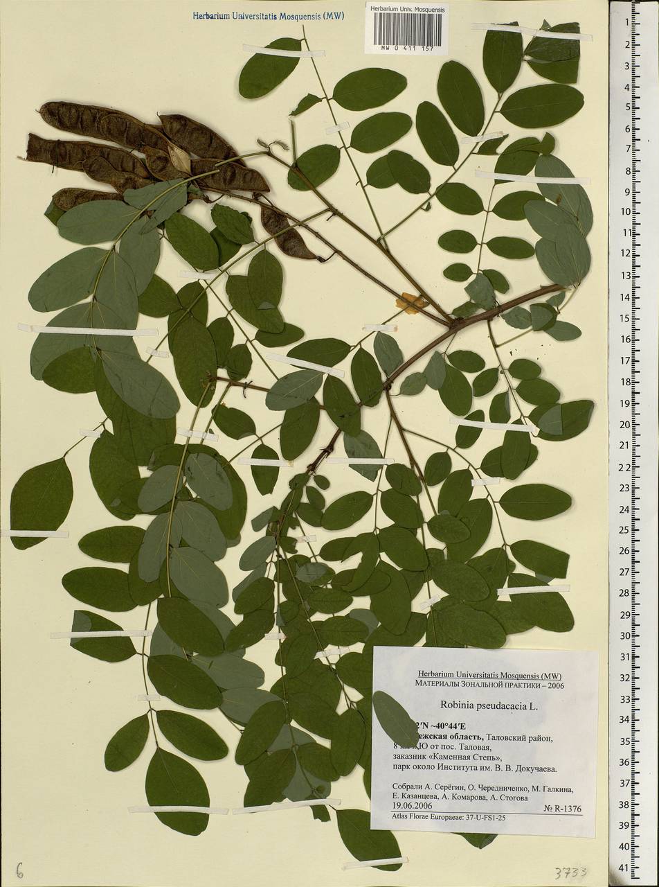 Robinia pseudoacacia L., Eastern Europe, Central forest-and-steppe region (E6) (Russia)