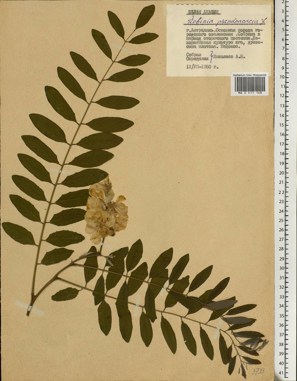 Robinia pseudoacacia L., Eastern Europe, Lower Volga region (E9) (Russia)