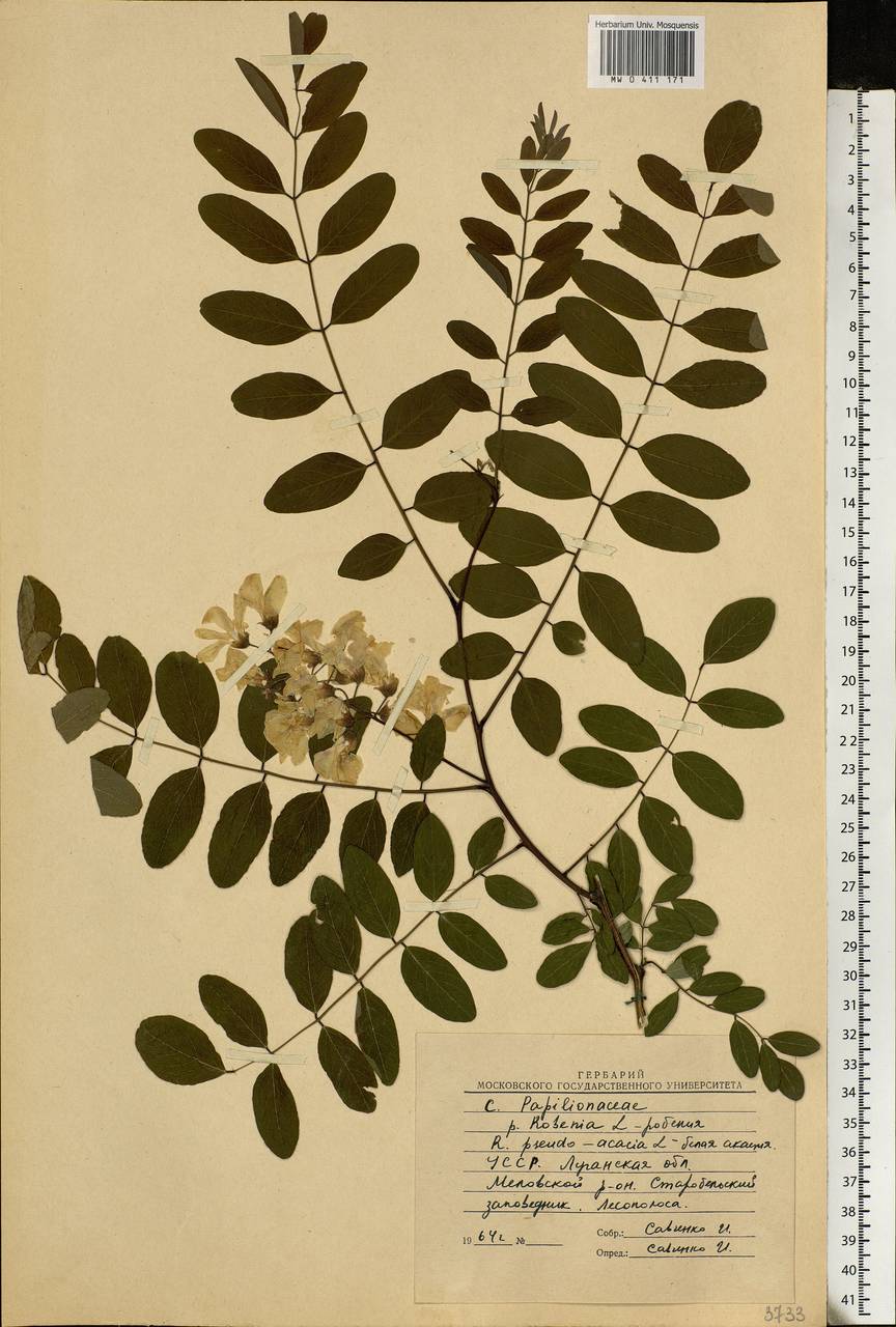 Акация белая - Robinia pseudoacacia гербарий