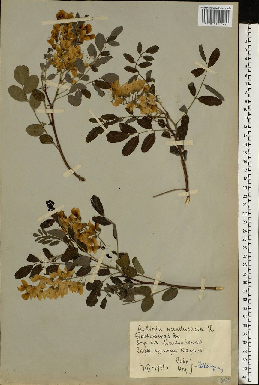 Robinia pseudoacacia L., Eastern Europe, Rostov Oblast (E12a) (Russia)