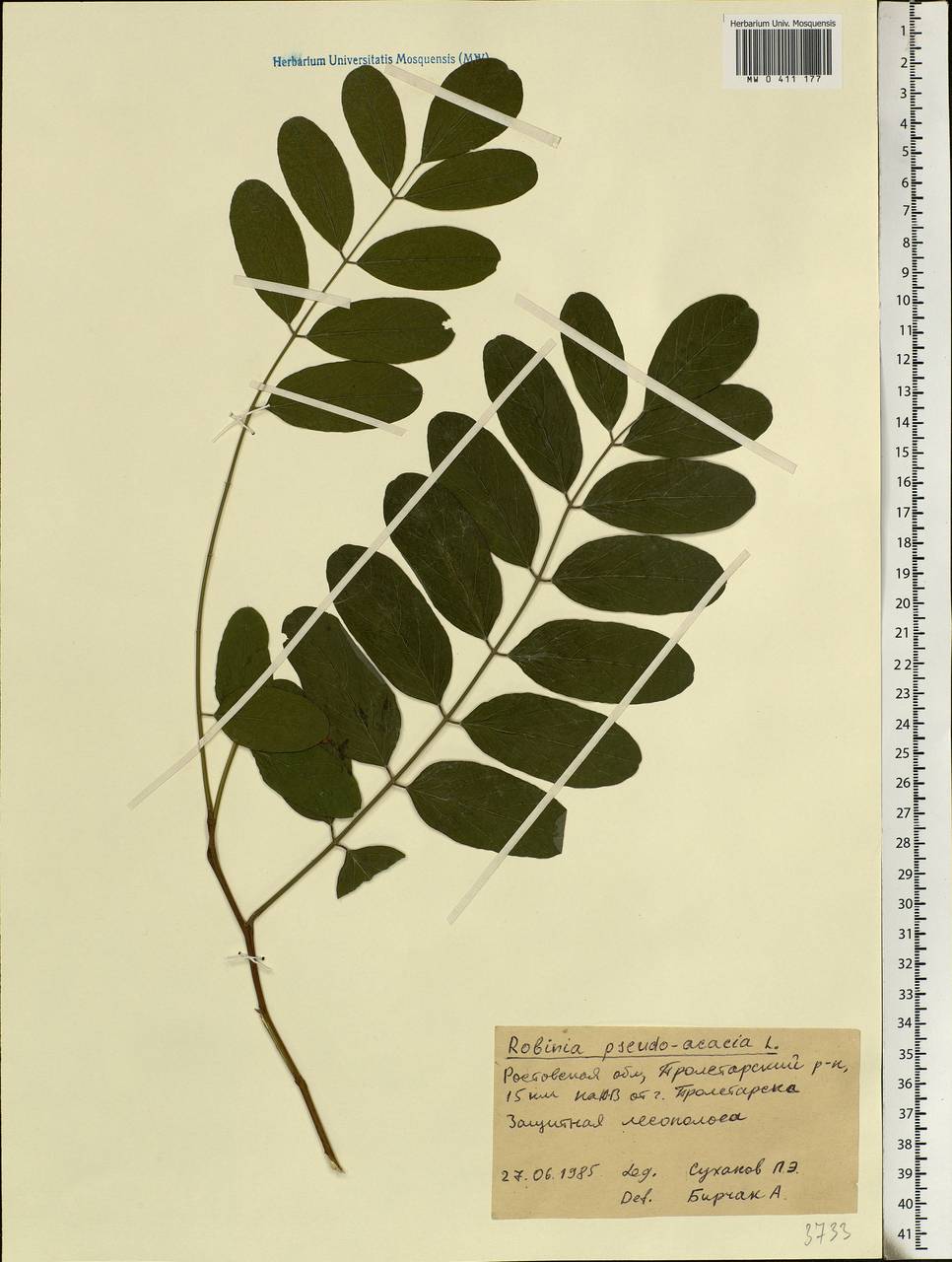 Robinia pseudoacacia L., Eastern Europe, Rostov Oblast (E12a) (Russia)