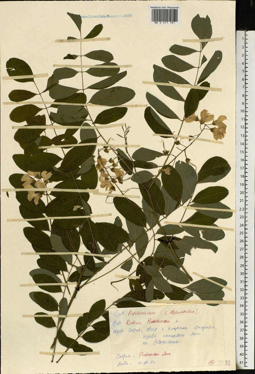 Robinia pseudoacacia L., Eastern Europe, Moldova (E13a) (Moldova)