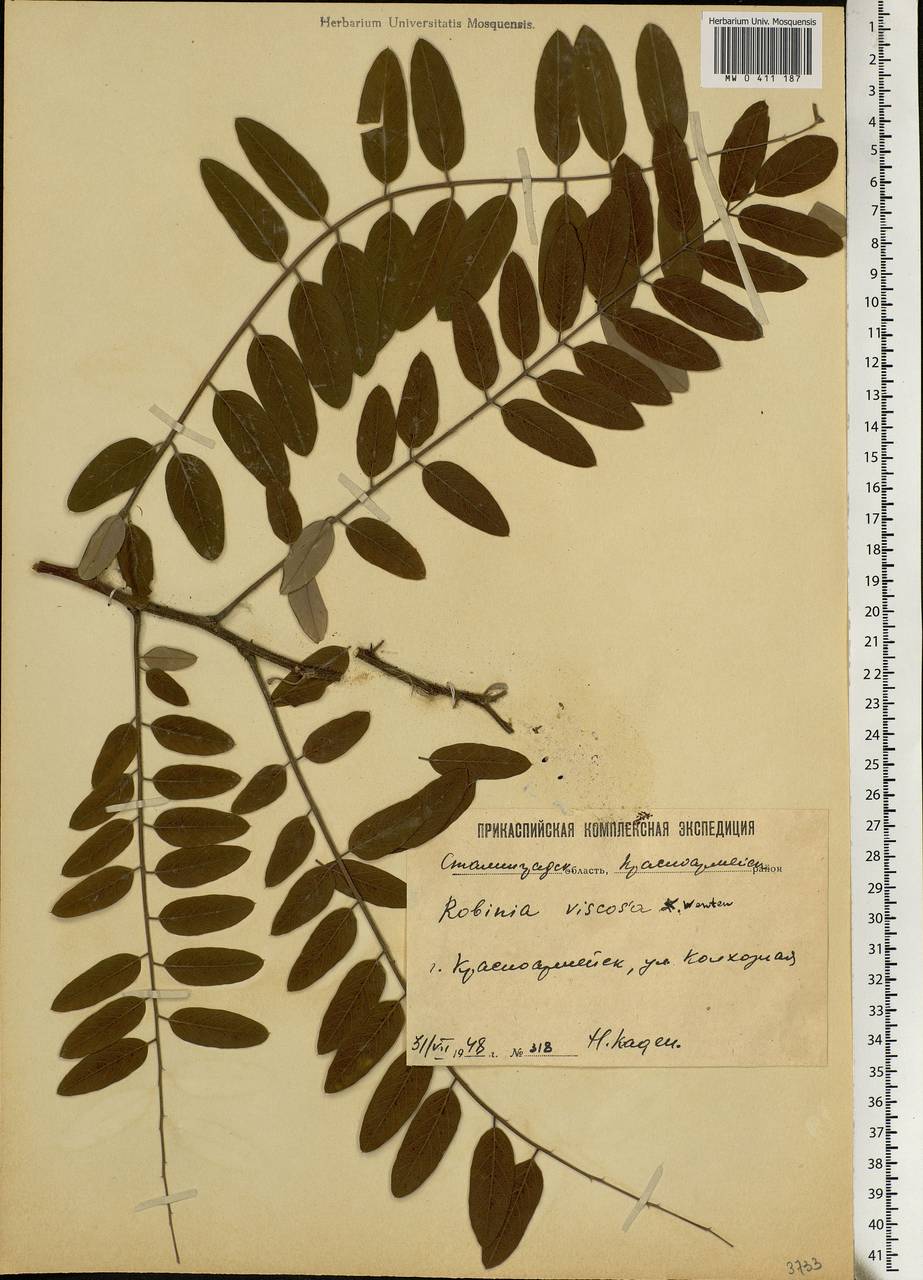 Robinia viscosa Vent., Eastern Europe, Lower Volga region (E9) (Russia)