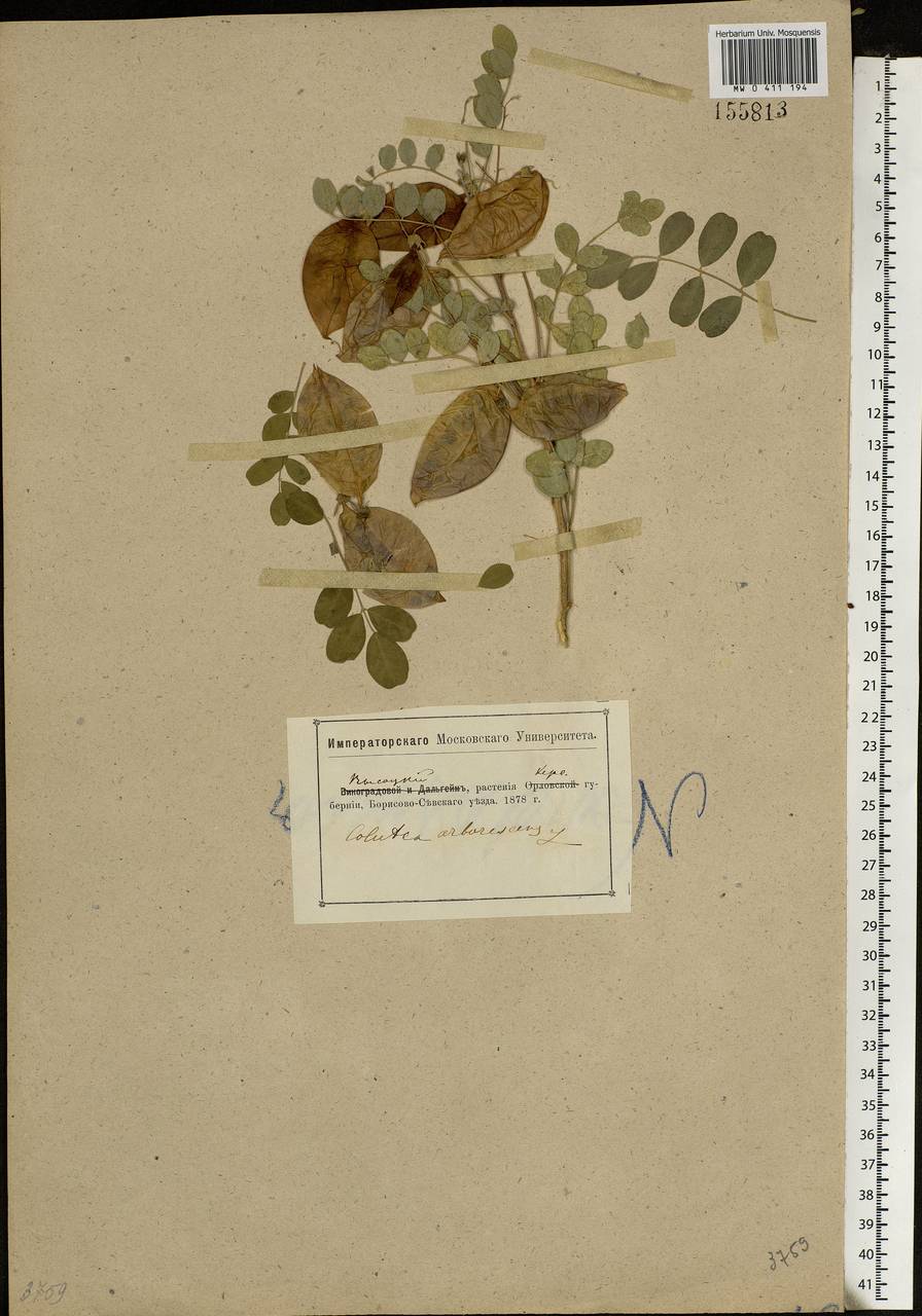 Colutea arborescens L., Eastern Europe, South Ukrainian region (E12) (Ukraine)