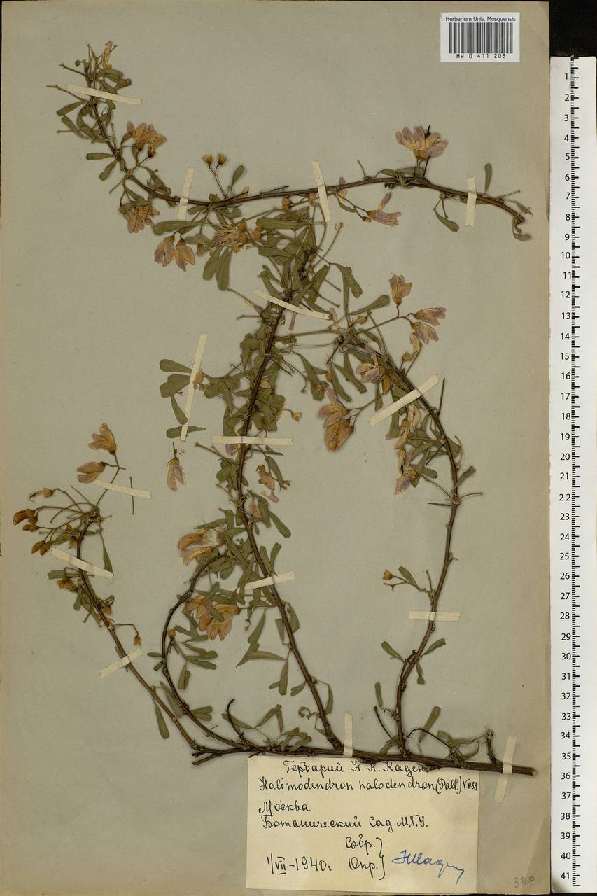 Caragana halodendron (Pall.) Dum.Cours., Eastern Europe, Moscow region (E4a) (Russia)
