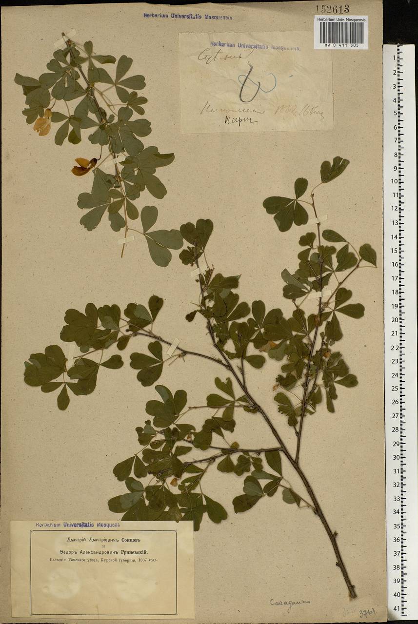 Caragana frutex (L.)K.Koch, Eastern Europe, Central forest-and-steppe region (E6) (Russia)