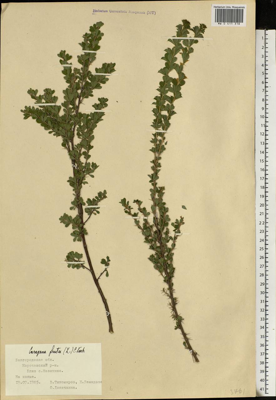 Caragana frutex (L.)K.Koch, Eastern Europe, Central forest-and-steppe region (E6) (Russia)