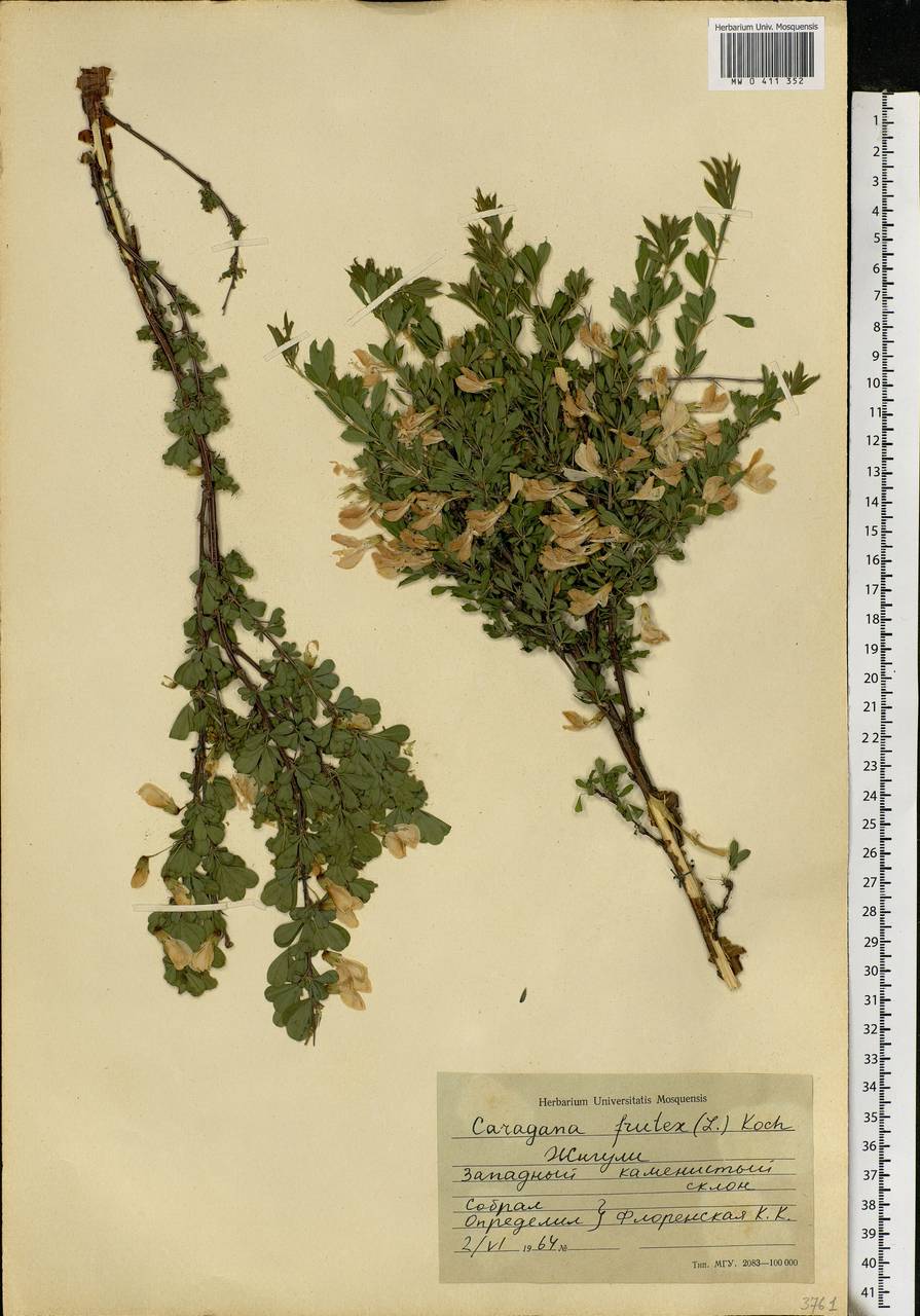 Caragana frutex (L.)K.Koch, Eastern Europe, Middle Volga region (E8) (Russia)