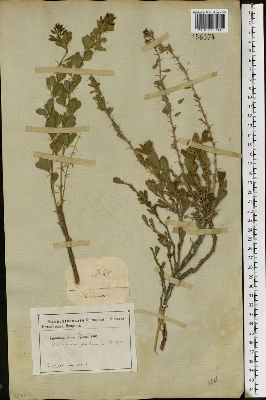 Caragana frutex (L.) K.Koch, Eastern Europe, South Ukrainian region (E12) (Ukraine)