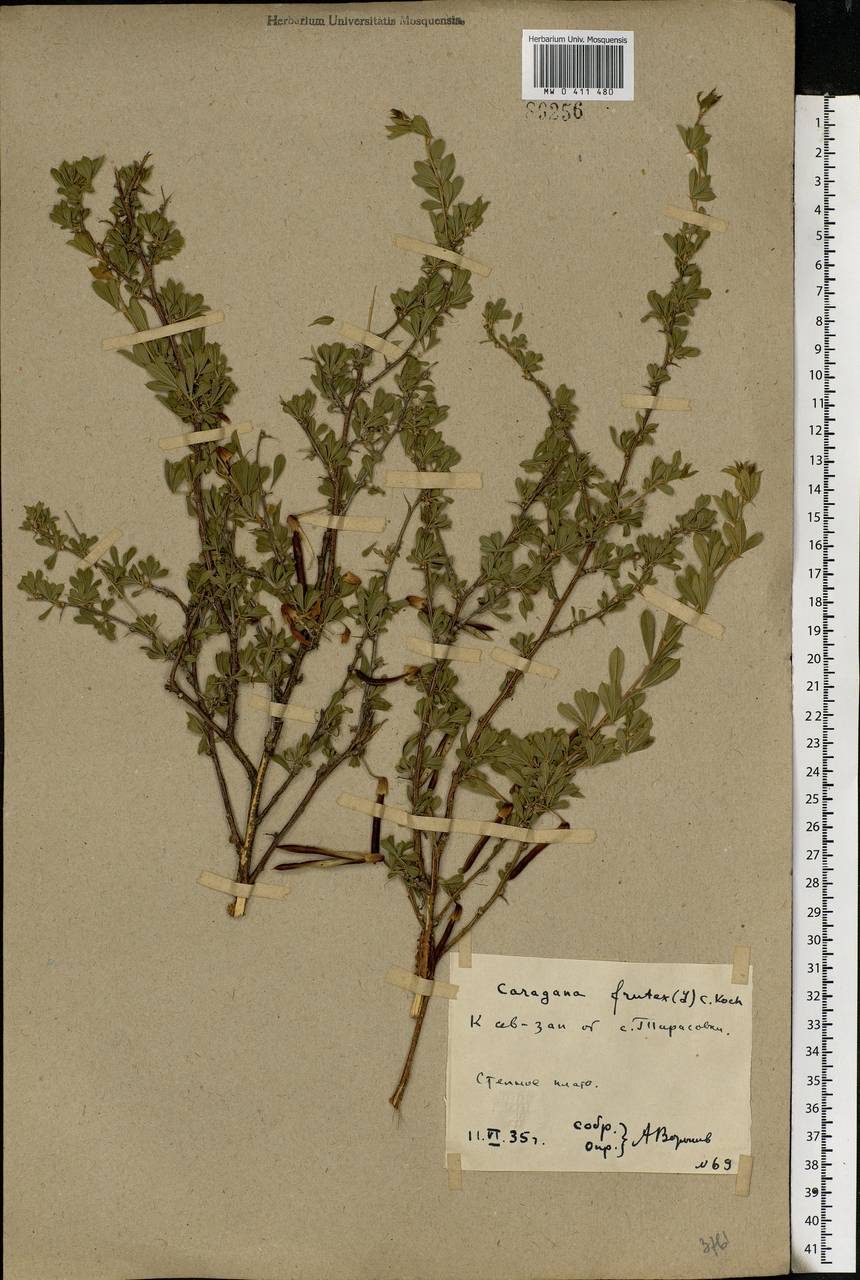 Caragana frutex (L.)K.Koch, Eastern Europe, Rostov Oblast (E12a) (Russia)