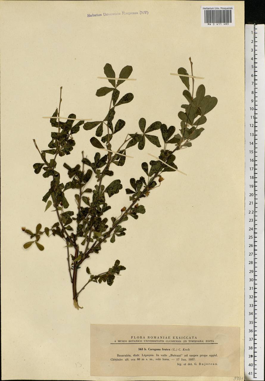 Caragana frutex (L.)K.Koch, Eastern Europe, Moldova (E13a) (Moldova)