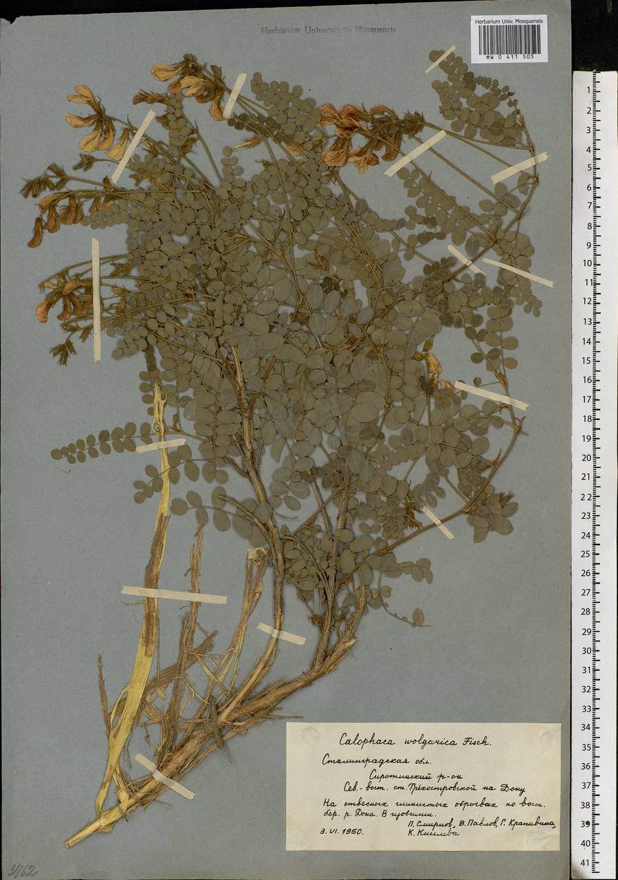Calophaca wolgarica (L.f.)DC., Eastern Europe, Lower Volga region (E9) (Russia)