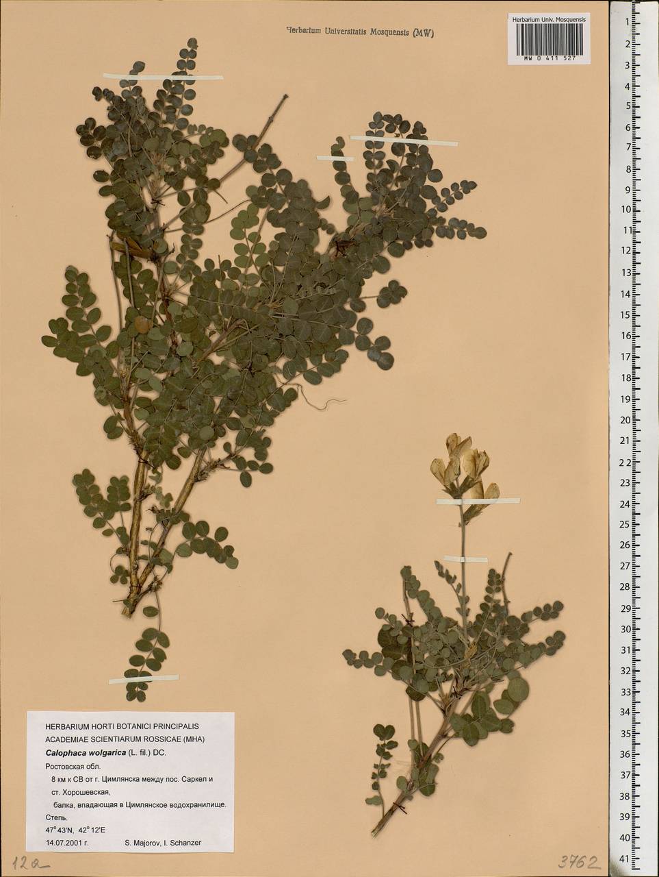Calophaca wolgarica (L.f.)DC., Eastern Europe, Rostov Oblast (E12a) (Russia)