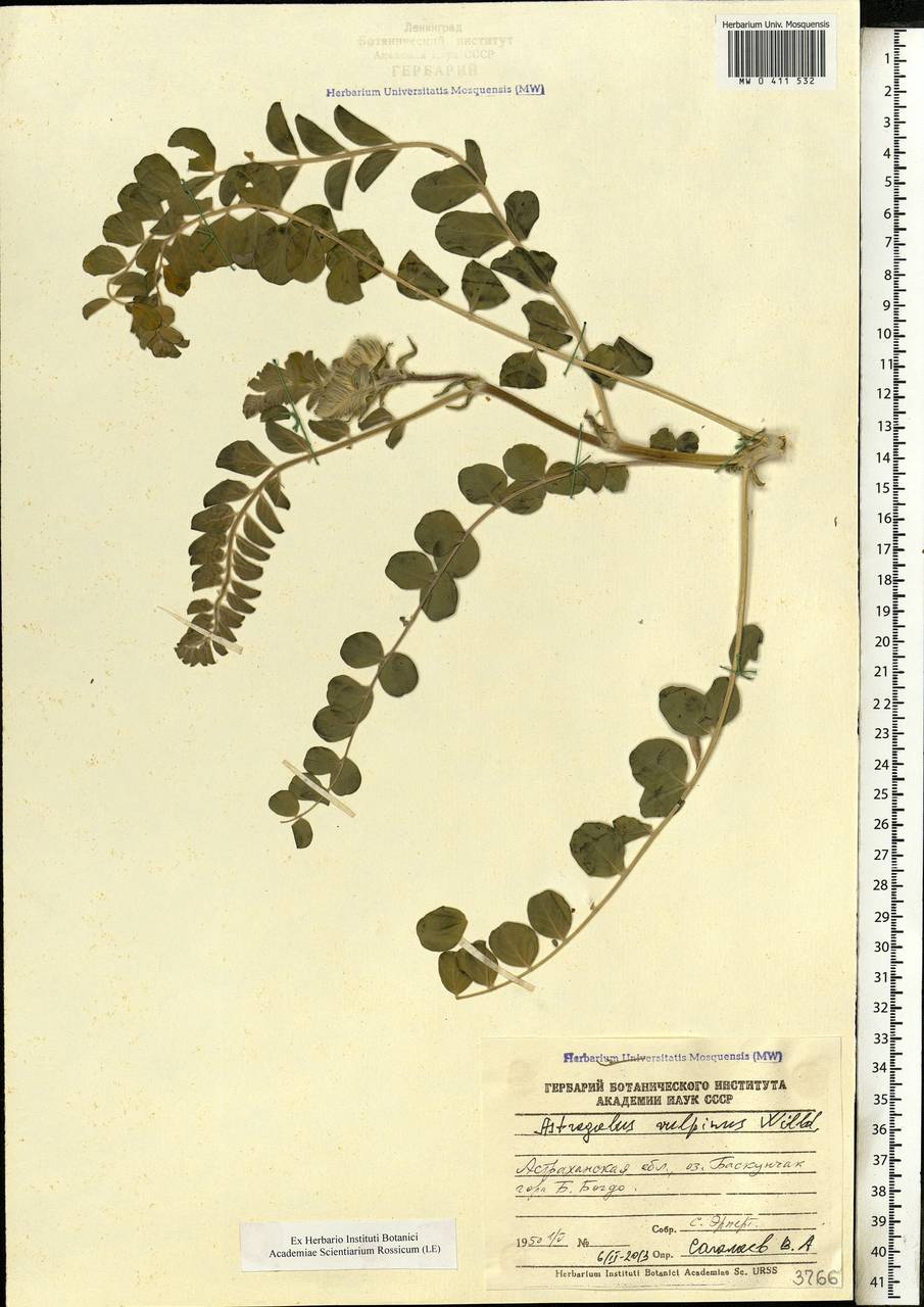 Astragalus vulpinus Willd., Eastern Europe, Lower Volga region (E9) (Russia)