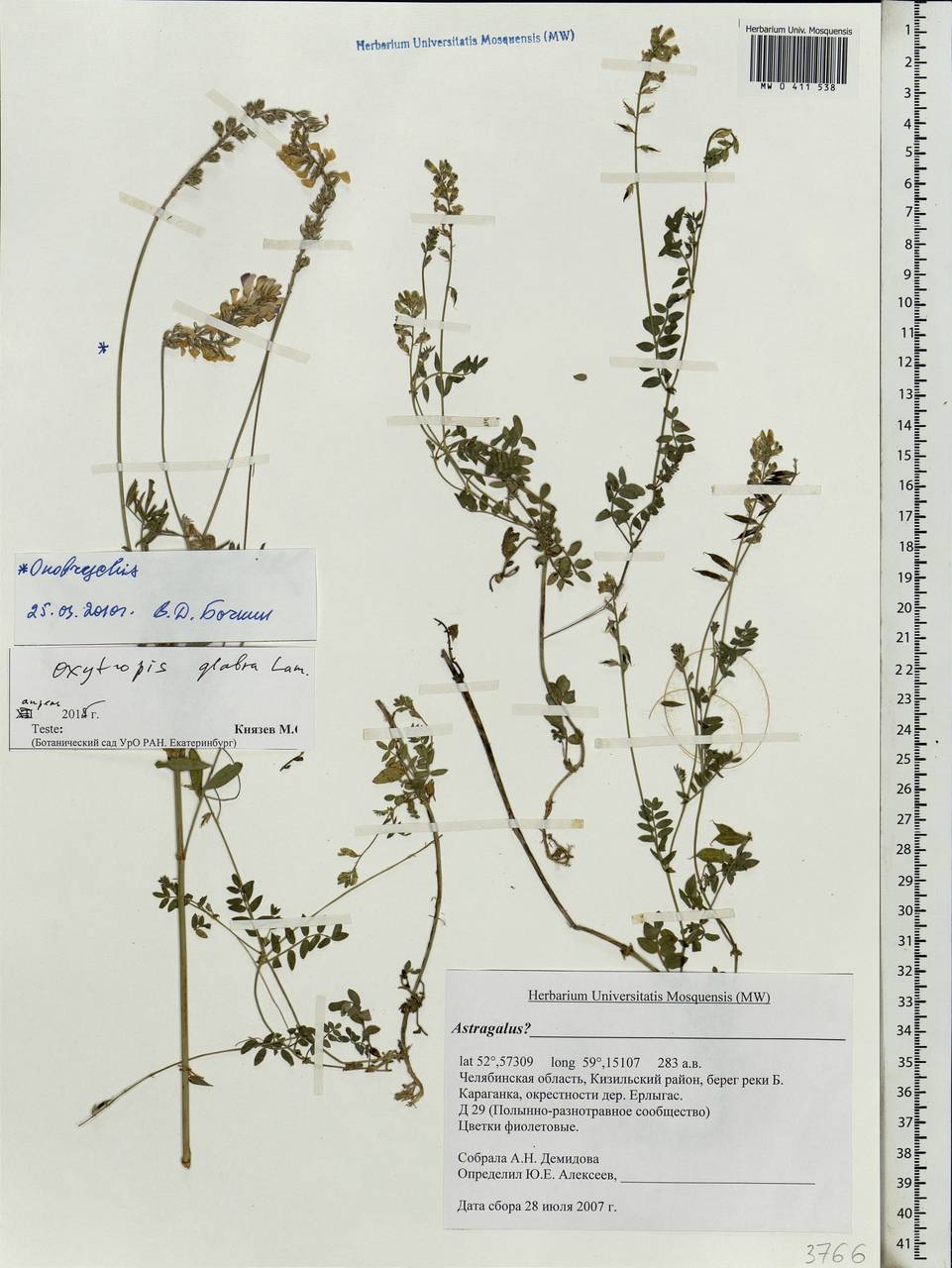 Oxytropis glabra DC., Eastern Europe, Eastern region (E10) (Russia)