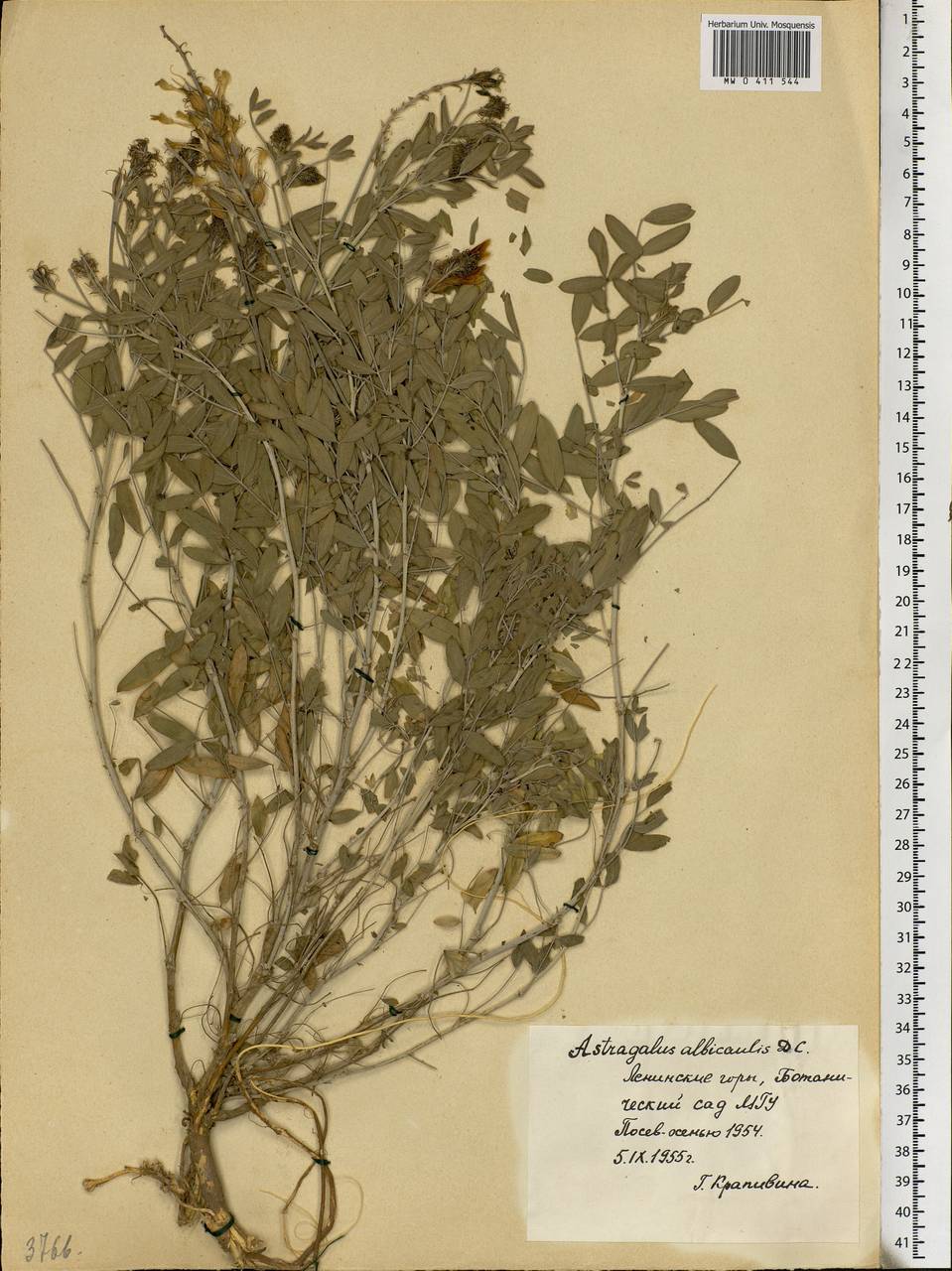 Astragalus albicaulis DC., Eastern Europe, Moscow region (E4a) (Russia)