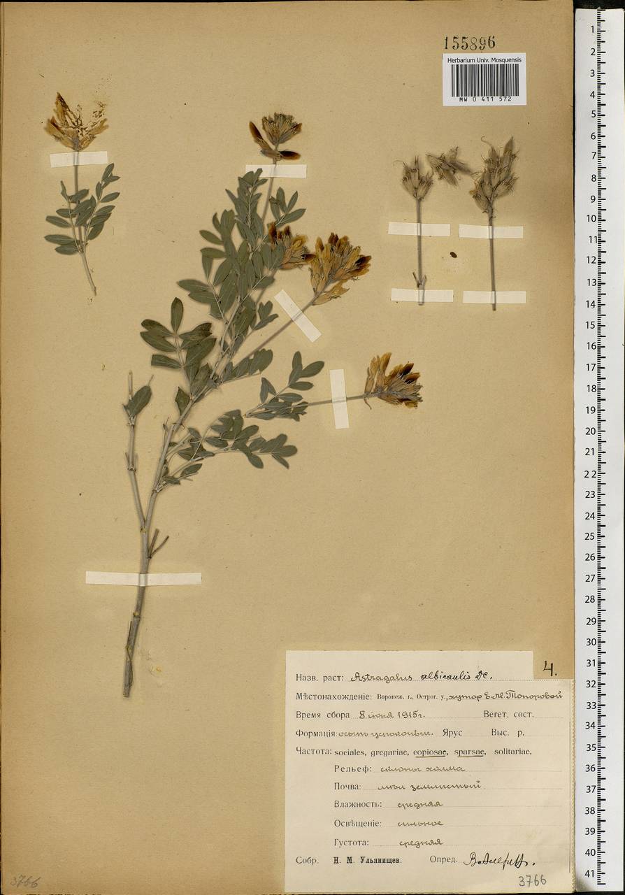 Astragalus albicaulis DC., Eastern Europe, Central forest-and-steppe region (E6) (Russia)