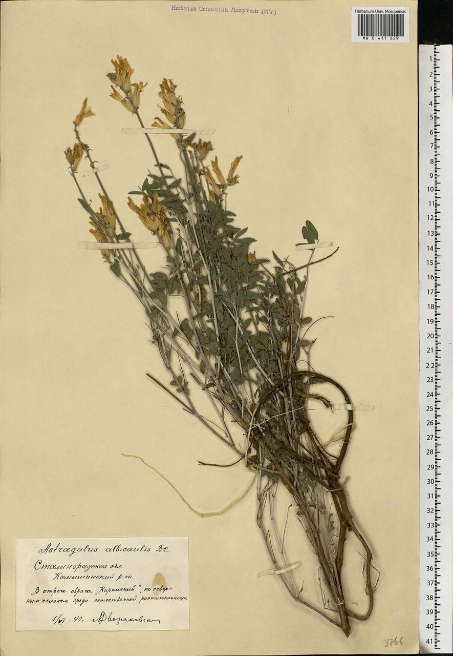 Astragalus albicaulis DC., Eastern Europe, Lower Volga region (E9) (Russia)