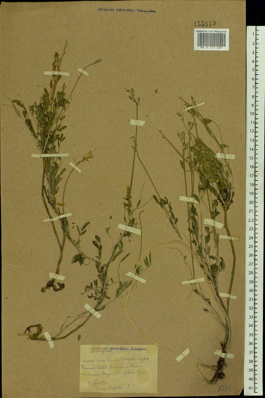 Astragalus albicaulis DC., Eastern Europe, Rostov Oblast (E12a) (Russia)