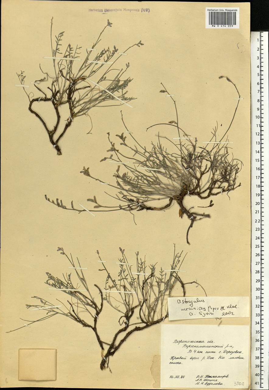 Astragalus ucrainicus Popov & Klokov, Eastern Europe, Central forest-and-steppe region (E6) (Russia)