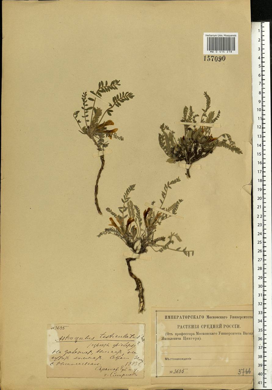 Astragalus testiculatus Pall., Eastern Europe, Lower Volga region (E9) (Russia)