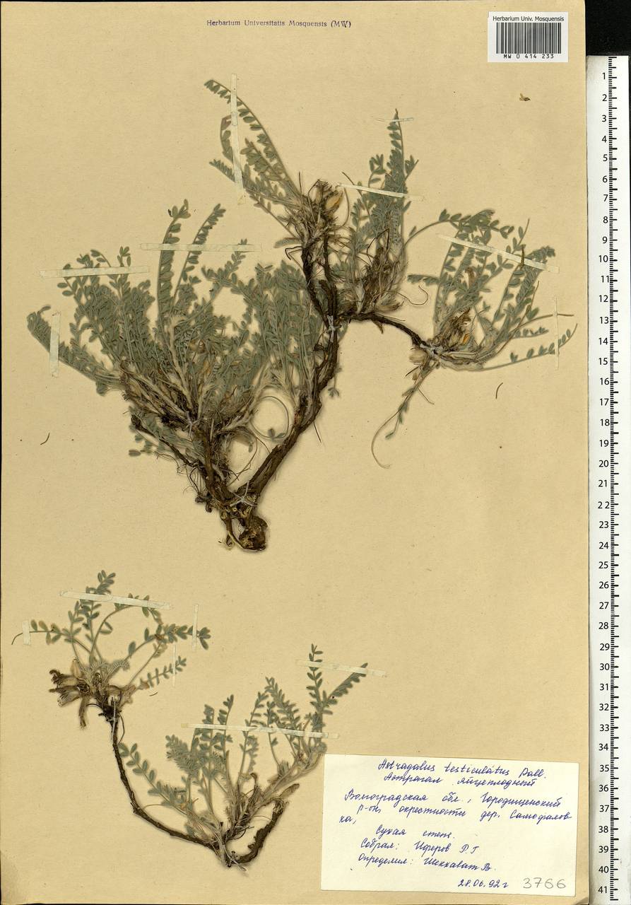 Astragalus testiculatus Pall., Eastern Europe, Lower Volga region (E9) (Russia)