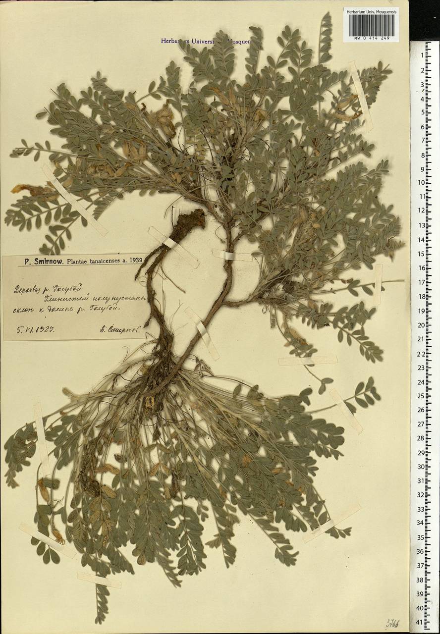 Astragalus testiculatus Pall., Eastern Europe, Lower Volga region (E9) (Russia)