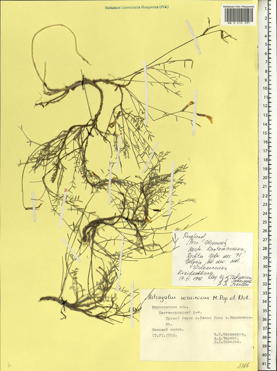 Astragalus ucrainicus Popov & Klokov, Eastern Europe, Central forest-and-steppe region (E6) (Russia)