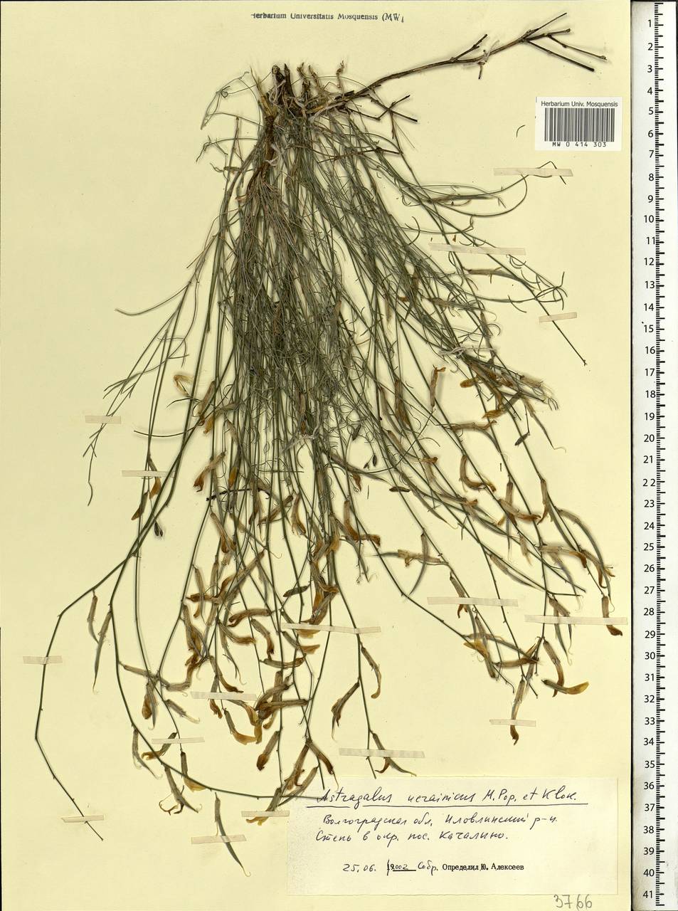 Astragalus ucrainicus Popov & Klokov, Eastern Europe, Lower Volga region (E9) (Russia)