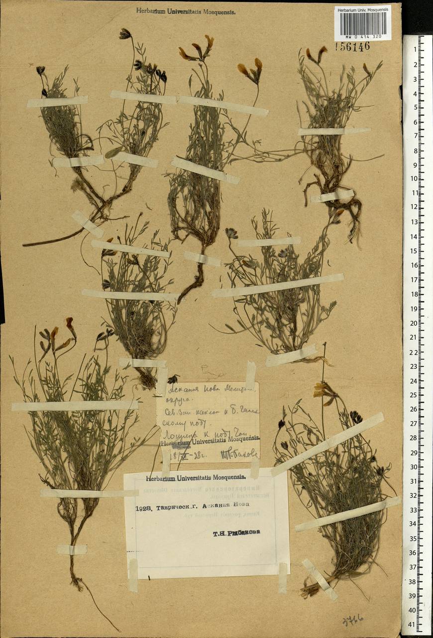 Astragalus ucrainicus Popov & Klokov, Eastern Europe, South Ukrainian region (E12) (Ukraine)