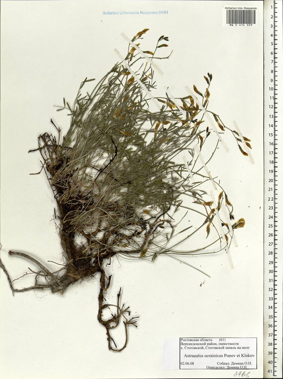 Astragalus ucrainicus Popov & Klokov, Eastern Europe, Rostov Oblast (E12a) (Russia)