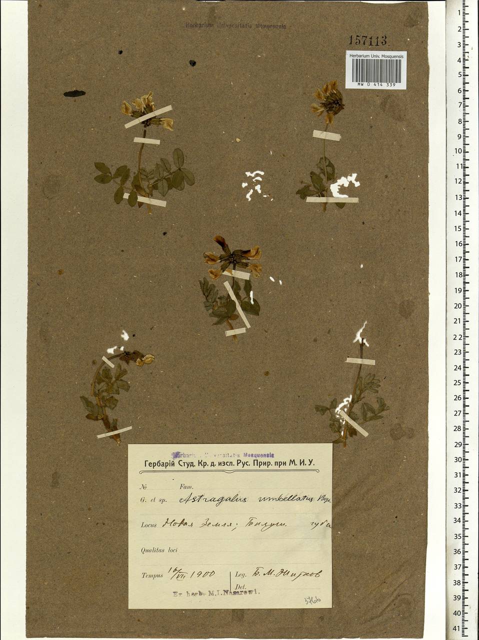 Astragalus umbellatus Bunge, Eastern Europe, Northern region (E1) (Russia)