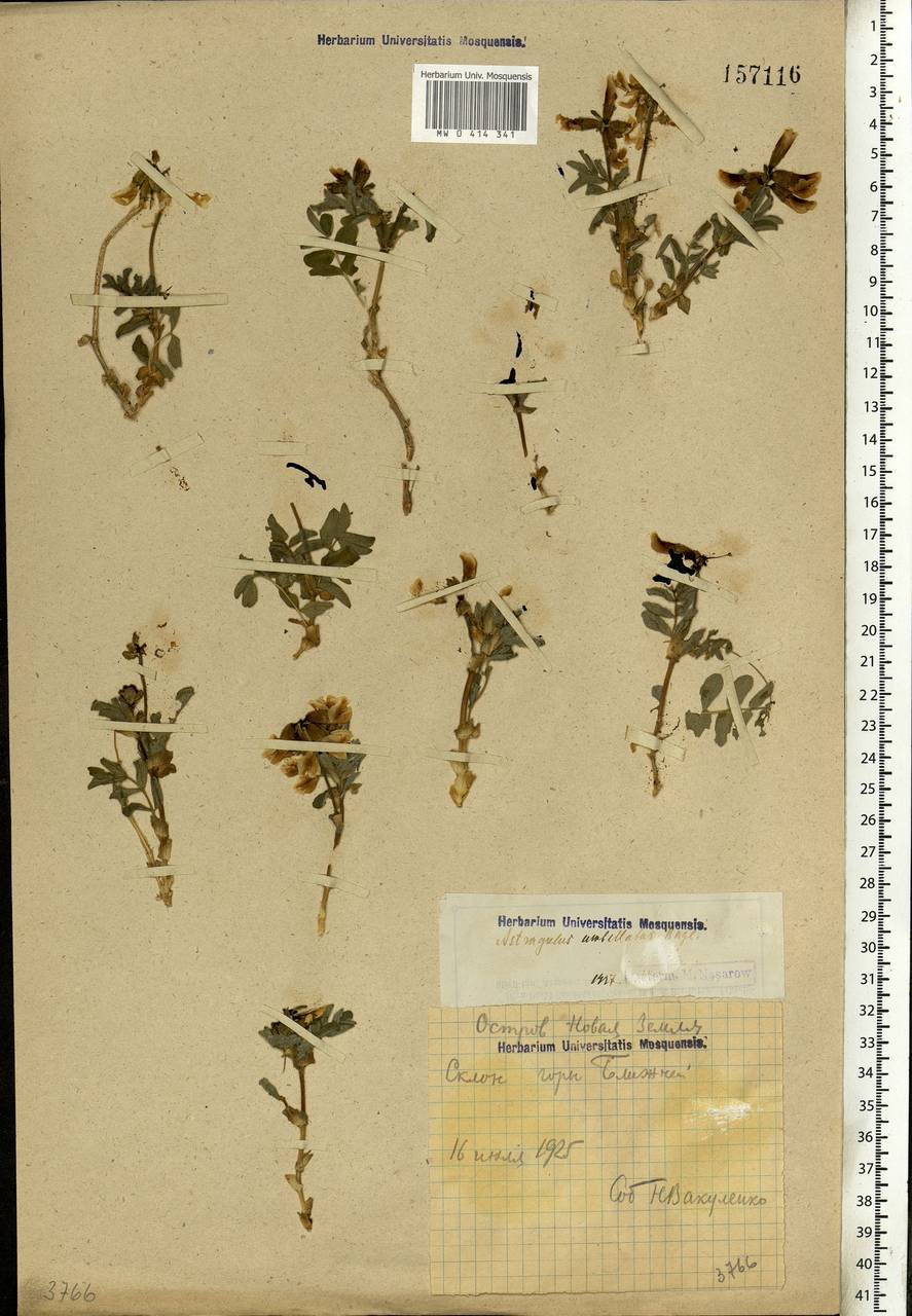 Astragalus umbellatus Bunge, Eastern Europe, Northern region (E1) (Russia)