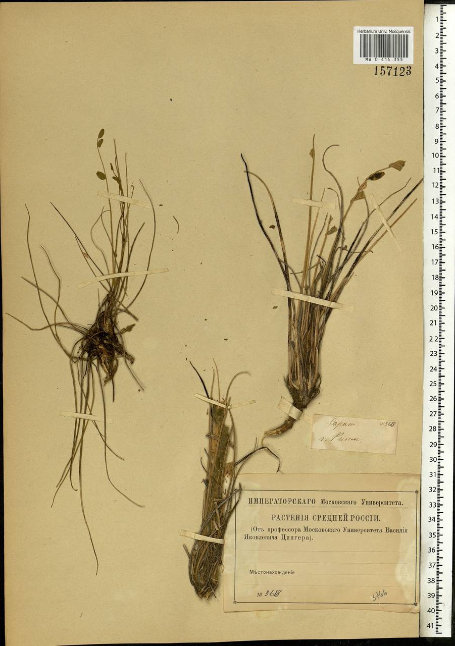 Astragalus utriger Pall., Eastern Europe, Lower Volga region (E9) (Russia)