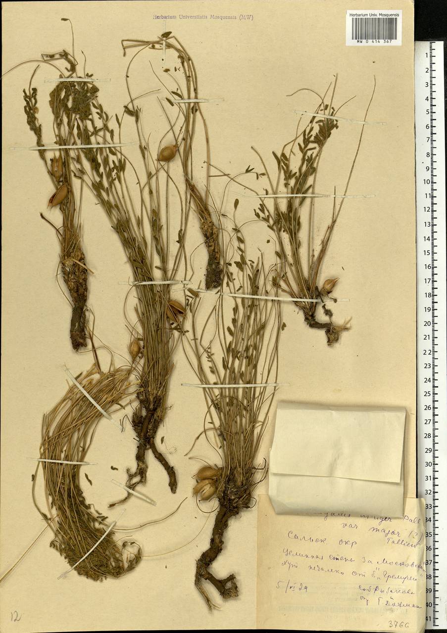 Astragalus utriger Pall., Eastern Europe, Rostov Oblast (E12a) (Russia)