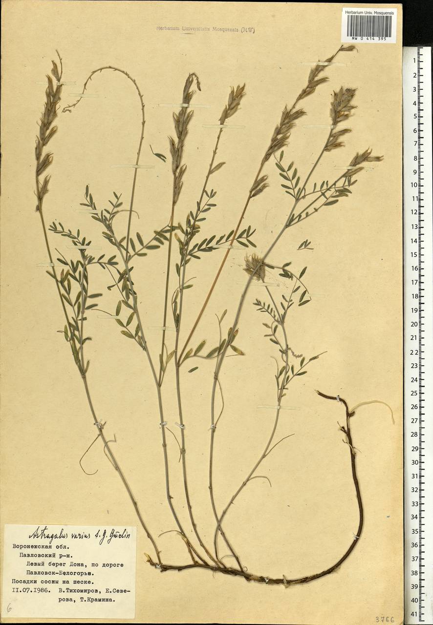 Astragalus varius, Eastern Europe, Central forest-and-steppe region (E6) (Russia)