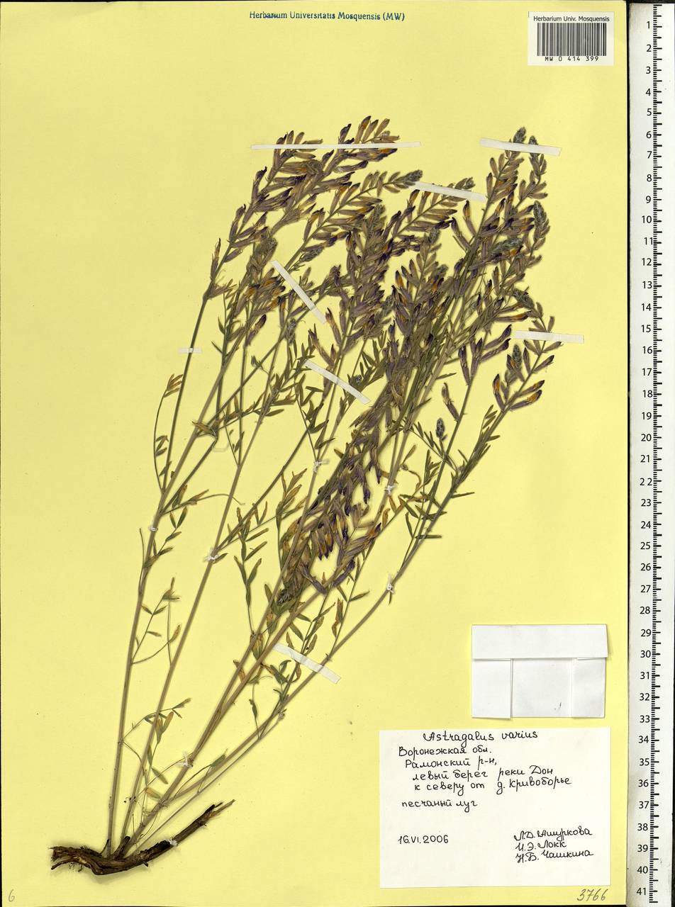 Astragalus varius, Eastern Europe, Central forest-and-steppe region (E6) (Russia)