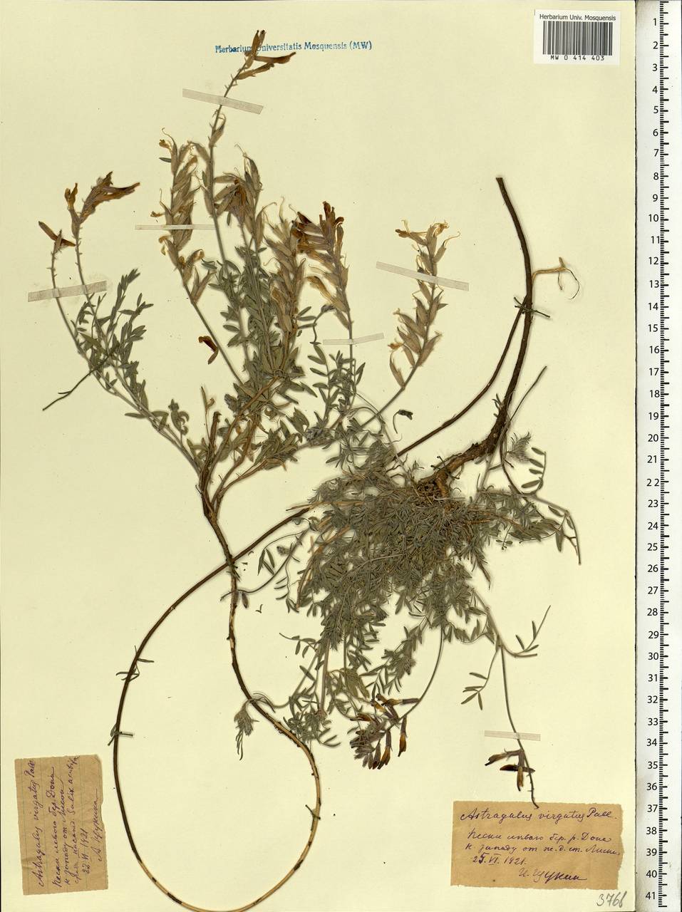 Astragalus varius S.G.Gmel., Eastern Europe, Central forest-and-steppe region (E6) (Russia)