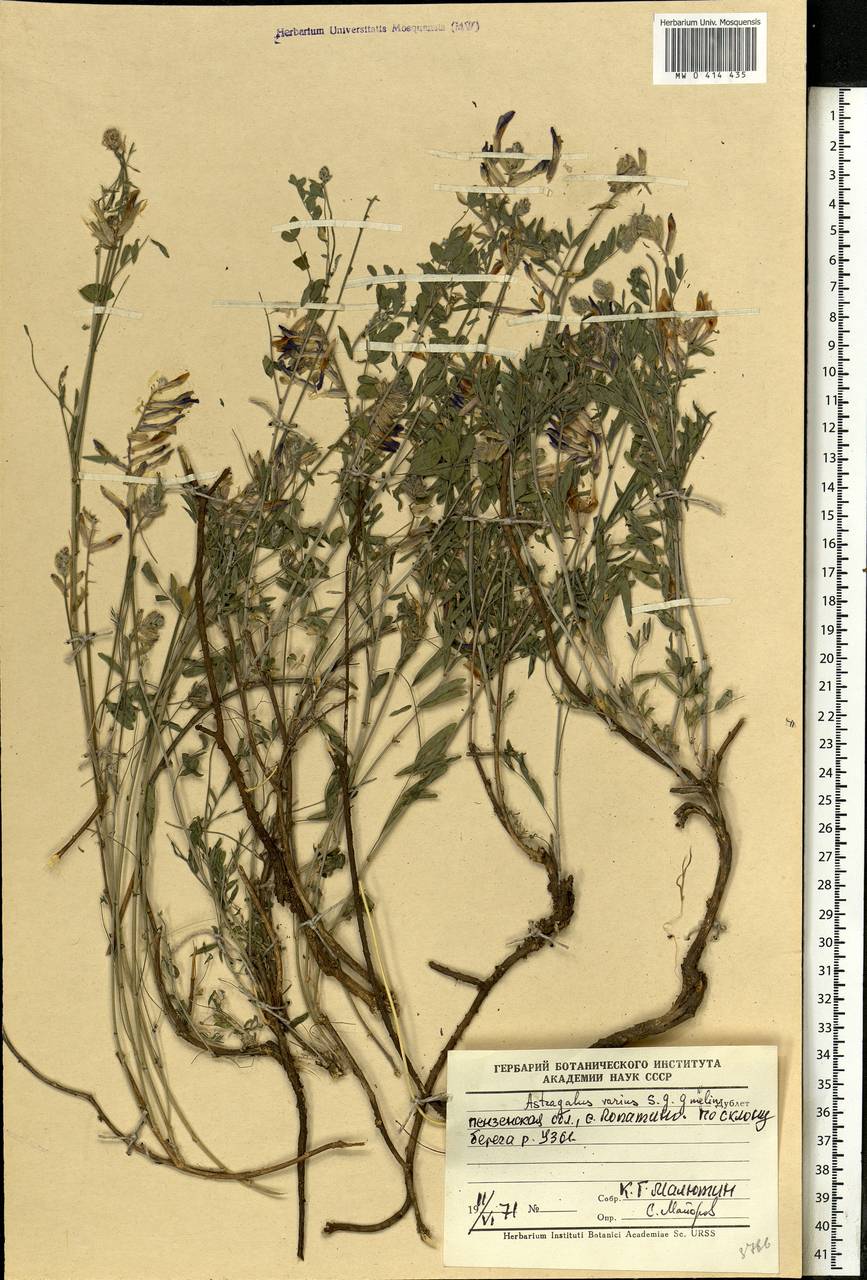 Astragalus varius, Eastern Europe, Middle Volga region (E8) (Russia)